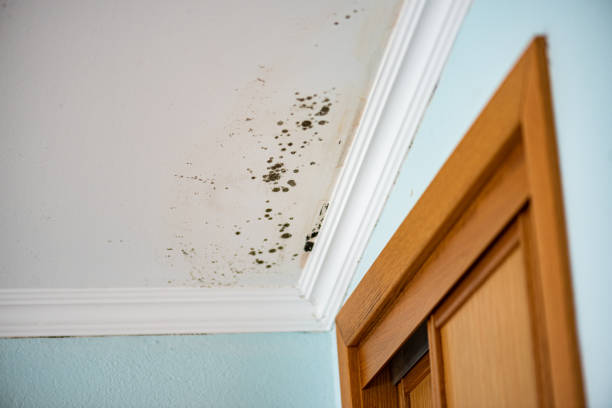 Best Black Mold Removal  in Caryville, TN