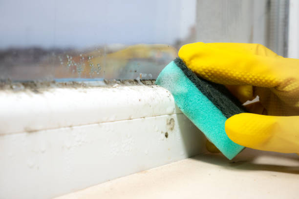 Best Mold Testing  in Caryville, TN