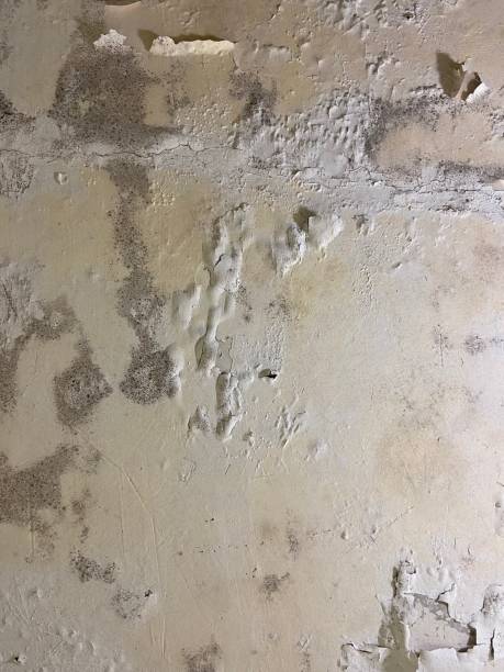 Best Local Mold Removal Service  in Caryville, TN