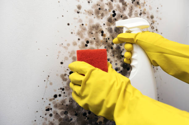 Best Fast Mold Removal  in Caryville, TN