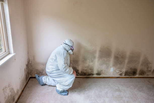 Best Mold Remediation  in Caryville, TN