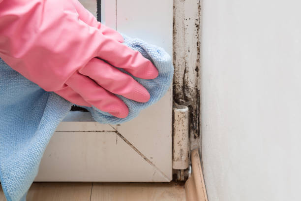Best Professional Mold Removal  in Caryville, TN